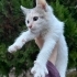 5 minik yuva arıyor fotoğraf