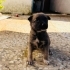ÜCRETSİZ YAVRU KÖPEK SAHİPLENMEK İÇİN EN DOĞRU YERDESİNİZ! fotoğraf