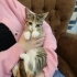 Kucak Bebişi Lisa🌸🧡 Klinikten Yuvalandırılacak fotoğraf