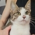 3,5 Aylık Lucy💕 Klinikten Yuvalandırılacaktır fotoğraf