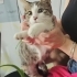 3,5 Aylık Lucy💕 Klinikten Yuvalandırılacaktır fotoğraf