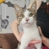 3,5 Aylık Lucy💕 Klinikten Yuvalandırılacaktır fotoğraf