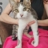 3,5 Aylık Lucy💕 Klinikten Yuvalandırılacaktır fotoğraf