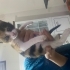 1,5 aylık calico yavru kedi fotoğraf