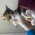 1,5 aylık calico yavru kedi fotoğraf