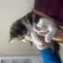 1,5 aylık calico yavru kedi fotoğraf