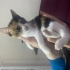 1,5 aylık calico yavru kedi fotoğraf