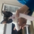 1,5 aylık calico yavru kedi fotoğraf