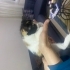 1,5 aylık calico yavru kedi fotoğraf