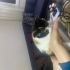 1,5 aylık calico yavru kedi fotoğraf