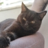 🐾 British Shorthair Safkan Dişi – 3 Aylık 🐾  Yuva arıyor fotoğraf