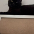 🐾 British Shorthair Safkan Dişi – 3 Aylık 🐾  Yuva arıyor fotoğraf