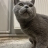 Uslu sakin kedim yeni yuvasını arıyor fotoğraf