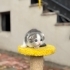 2 Aylık Dişi Scottish Fold fotoğraf