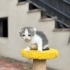 2 Aylık Dişi Scottish Fold fotoğraf