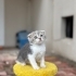 2 AYLIK ERKEK SCOTTİSH FOLD fotoğraf