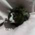 Oreo Pigi Aren Yuva arıyor fotoğraf