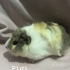 Oreo Pigi Aren Yuva arıyor fotoğraf