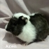 Oreo Pigi Aren Yuva arıyor fotoğraf