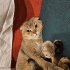 SCOTTİSH FOLD ERKEK 1.5 YAŞINDA fotoğraf
