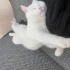 pamugumuza acil yuva ariyoruz fotoğraf