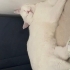 pamugumuza acil yuva ariyoruz fotoğraf