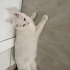 pamugumuza acil yuva ariyoruz fotoğraf