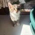 Yavru kediler yuva arıyor fotoğraf