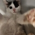 3 Aylık Eylül Yuva Arıyor fotoğraf