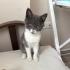 Minik Oreo’ya Sevgi Dolu Ömürlük Yuva Arıyoruz 🐾 fotoğraf