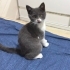 Minik Oreo’ya Sevgi Dolu Ömürlük Yuva Arıyoruz 🐾 fotoğraf