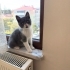 Minik Oreo’ya Sevgi Dolu Ömürlük Yuva Arıyoruz 🐾 fotoğraf