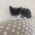 Minik Oreo’ya Sevgi Dolu Ömürlük Yuva Arıyoruz 🐾 fotoğraf