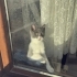 Minik Oreo’ya Sevgi Dolu Ömürlük Yuva Arıyoruz 🐾 fotoğraf