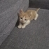 Yağmurlarla gelen küçük kedi poyraz nasıl tatlı fotoğraf