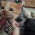 Yağmurlarla gelen küçük kedi poyraz nasıl tatlı fotoğraf