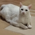 Maviş pamuk leyla fotoğraf