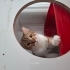 LATTE İÇİN ACİL YUVA fotoğraf