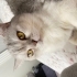 ÇOK UYSAL SEVGİ PITIRCIĞI fotoğraf