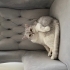 ÇOK UYSAL SEVGİ PITIRCIĞI fotoğraf