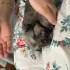 3 HAFTALIK KANGAL KIRMASI BEBEK KOPEK fotoğraf