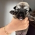 3 HAFTALIK KANGAL KIRMASI BEBEK KOPEK fotoğraf