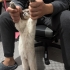 Sokakta bulundu yuva arıyor fotoğraf