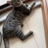 5 sevencen kardeşler fotoğraf