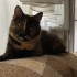 Sevecen kızımız Lucy fotoğraf