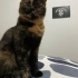 Sevecen kızımız Lucy fotoğraf