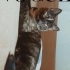 Sevecen kızımız Lucy fotoğraf
