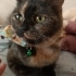 Sevecen kızımız Lucy fotoğraf