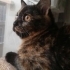 Sevecen kızımız Lucy fotoğraf