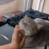 Sevdiğim Roza'yı sahiplendiriyorum fotoğraf
